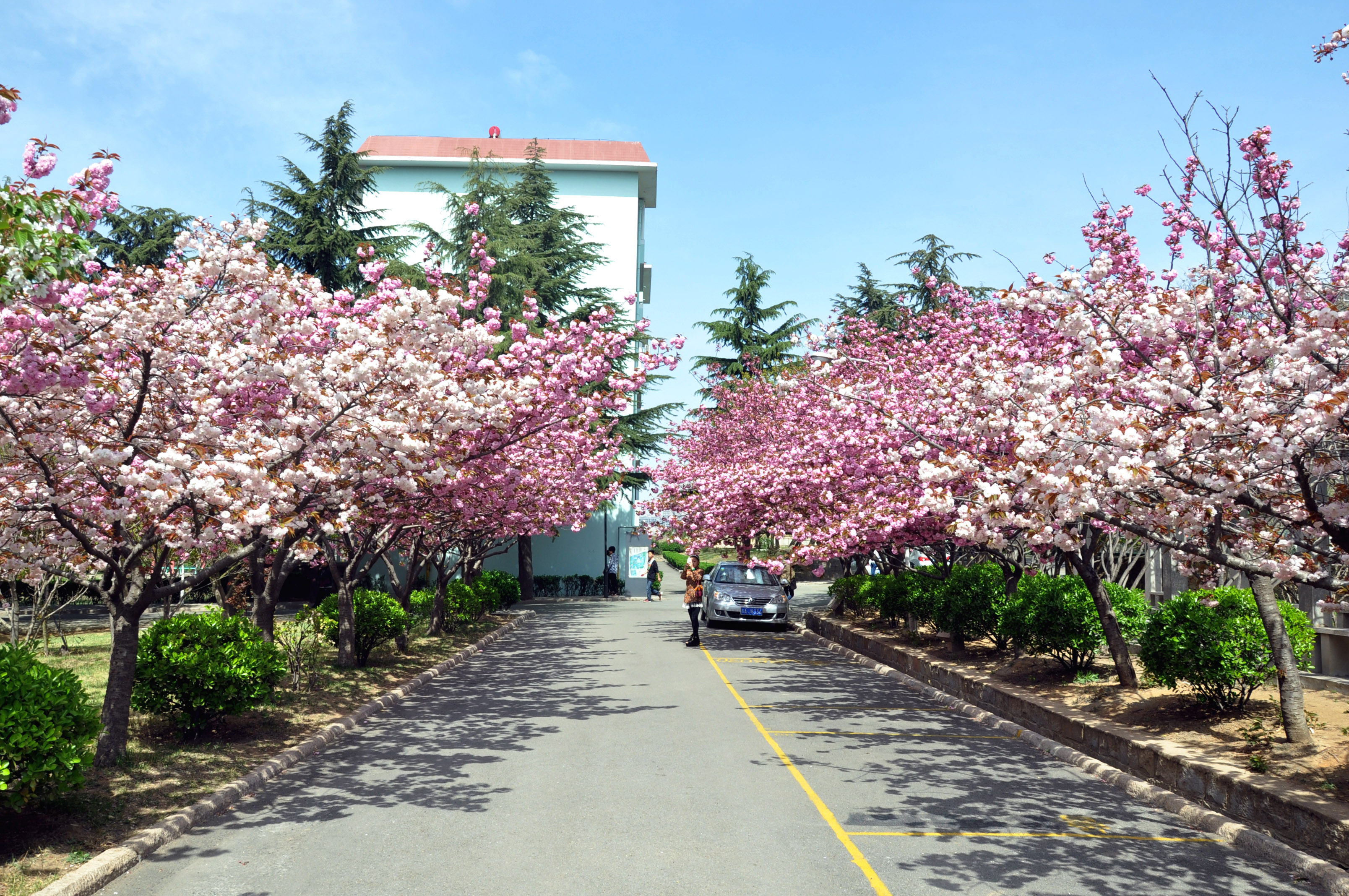 青岛樱花路图片